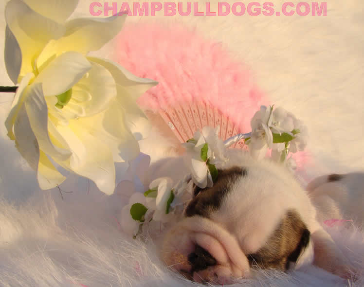 English bulldog picture